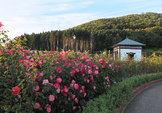 岩見澤公園 玫瑰園